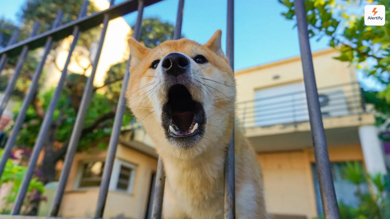 Hond die door de spijlen van een hek blaft voor een woonhuis