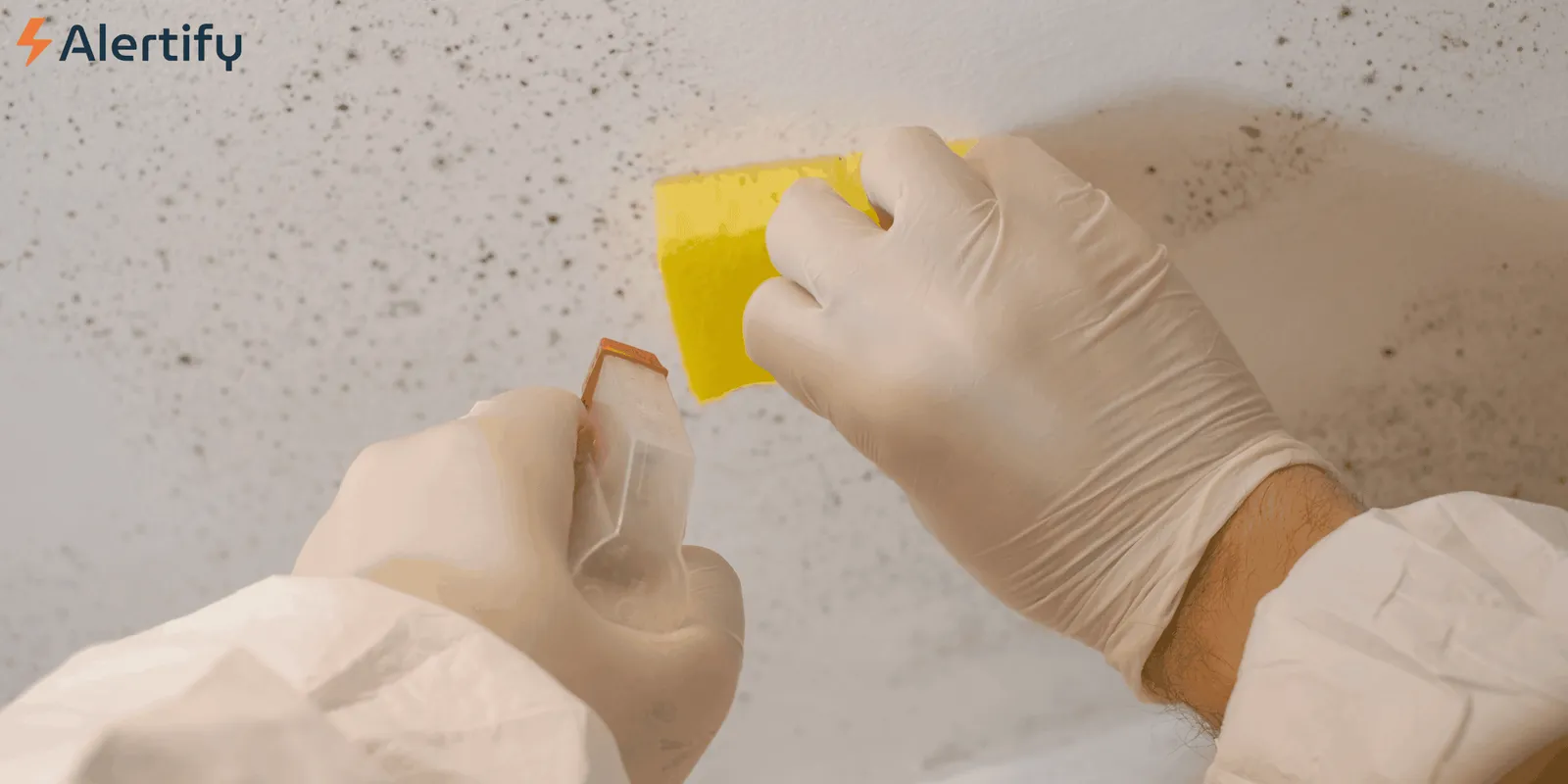 Voorkom oplichting: gids voor het inhuren van een betrouwbare schimmelbestrijder